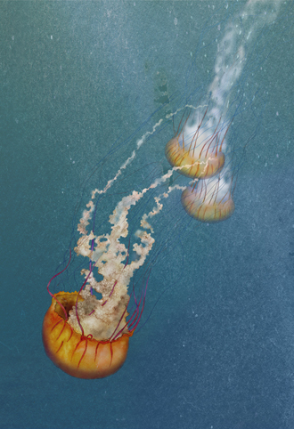 SEA NETTLES